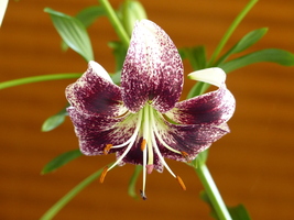 Foto: Dr. Peter Müller